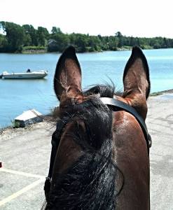 Trail Ride to the Harbor